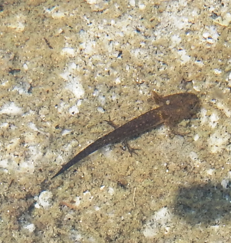 Eastern Newt (larva)