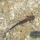 Eastern Newt (larva)