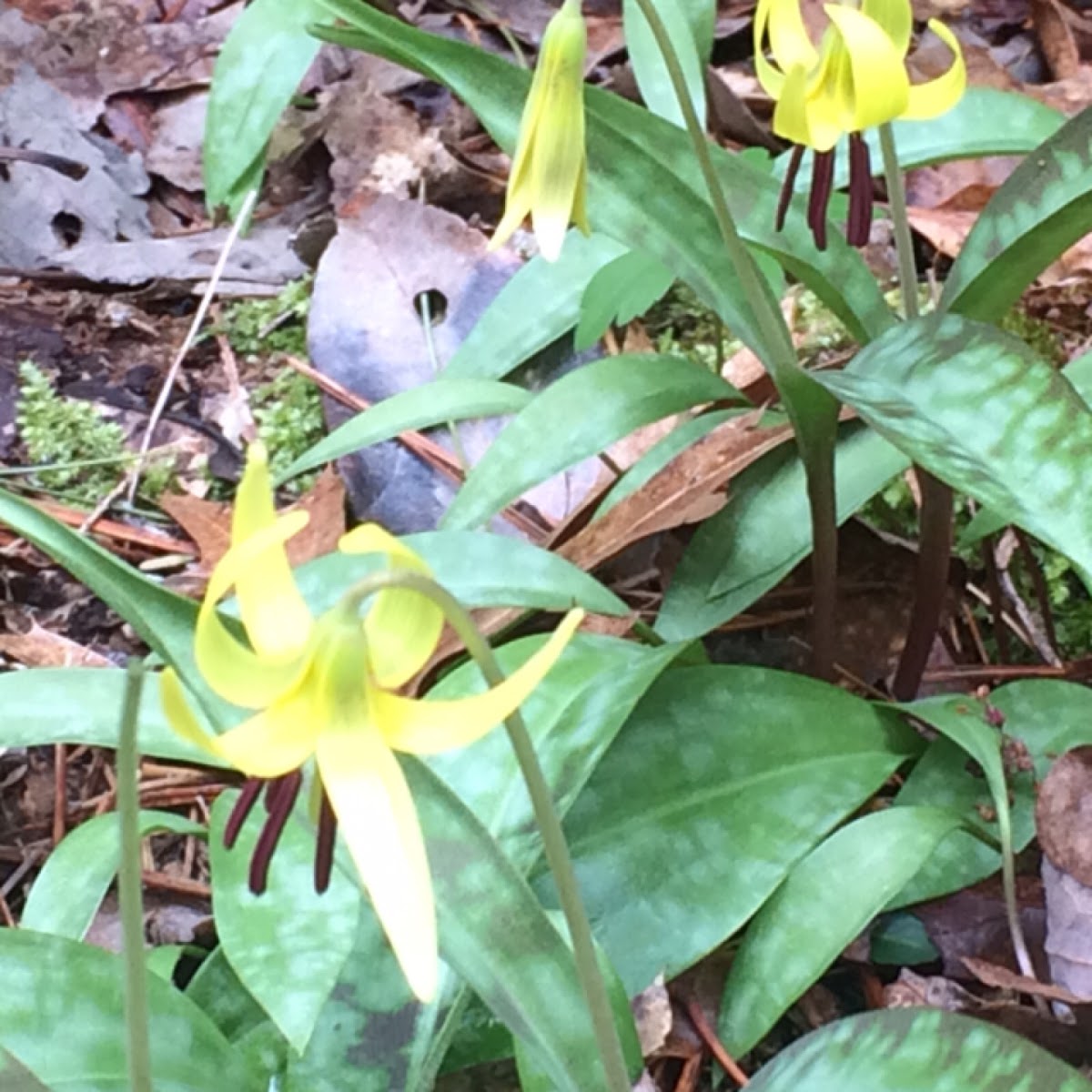 Yellow Fawn Lily