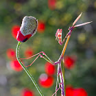 empusa fasciata