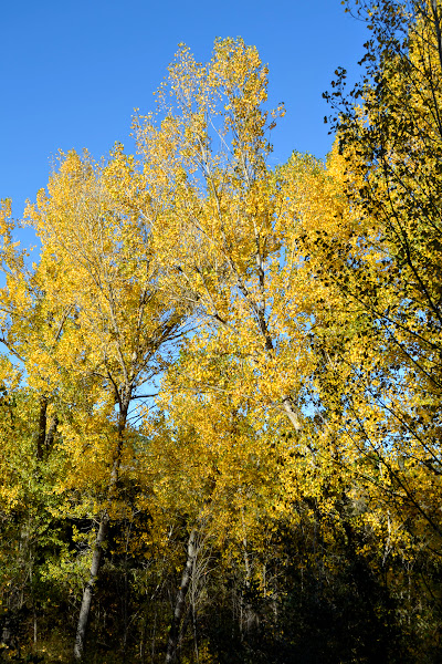 Тратата, мы везём с собой кота, и ещё с собой кота, и ещё собаку (авто, Европа, 30000 км)