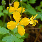 Celandine