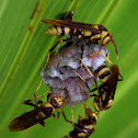 Paper Wasps