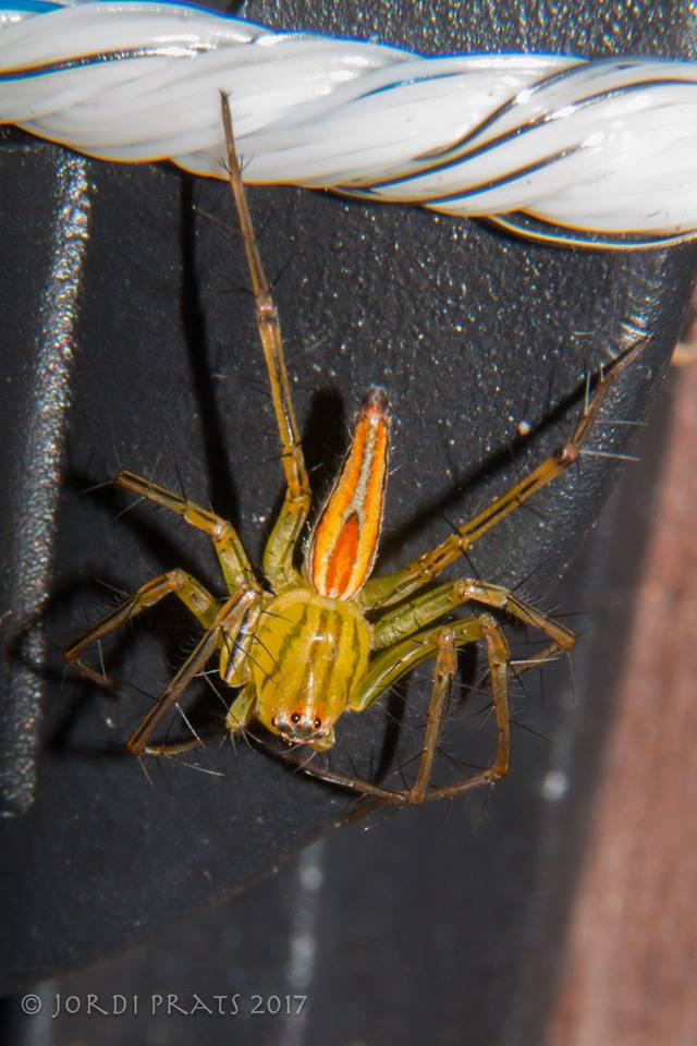 Lynx Spider