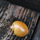 Gold apple snail