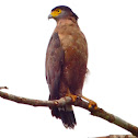 Crested Serpent Eagle