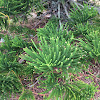 Norfolk Island Pine