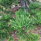 Norfolk Island Pine