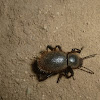 Woolly darkling beetle