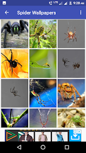 Spider Wallpapers HD(圖3)-速報App