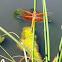 Flame Skimmer