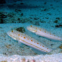 Orange Dashed Goby