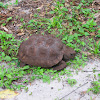 Gopher Tortoise