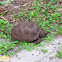 Gopher Tortoise