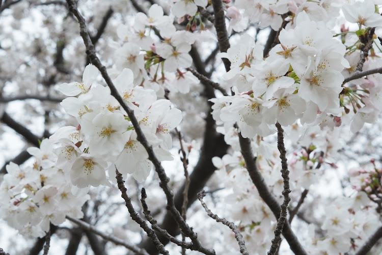 スイフトのサクラと愛車・桜コラボ・4月もよろしくお願い致します🌸に関するカスタム事例の投稿画像3枚目