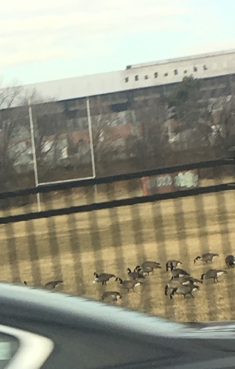 Canada geese