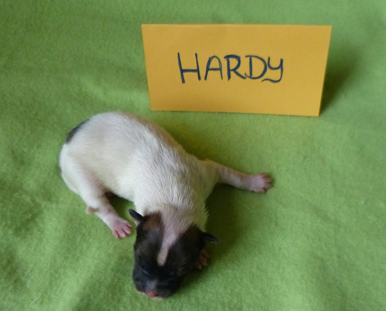 Hardy nach der Geburt