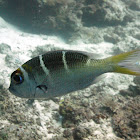 Redfin Emperor