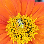 Spotted cucumber beetle