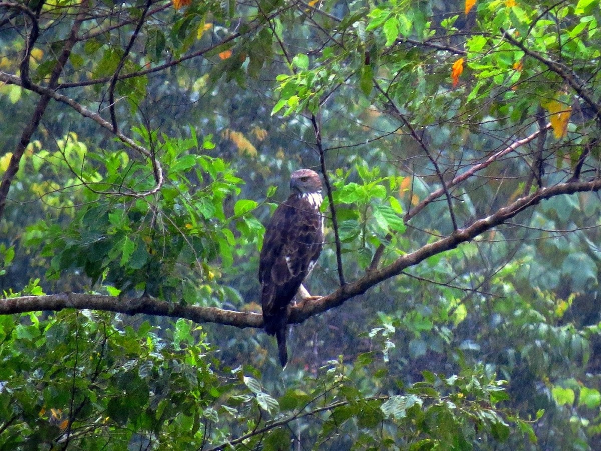 Changeable Hawk-eagle