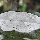 Drepanidae moth