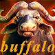 Buffalo Casino Free Slots Game