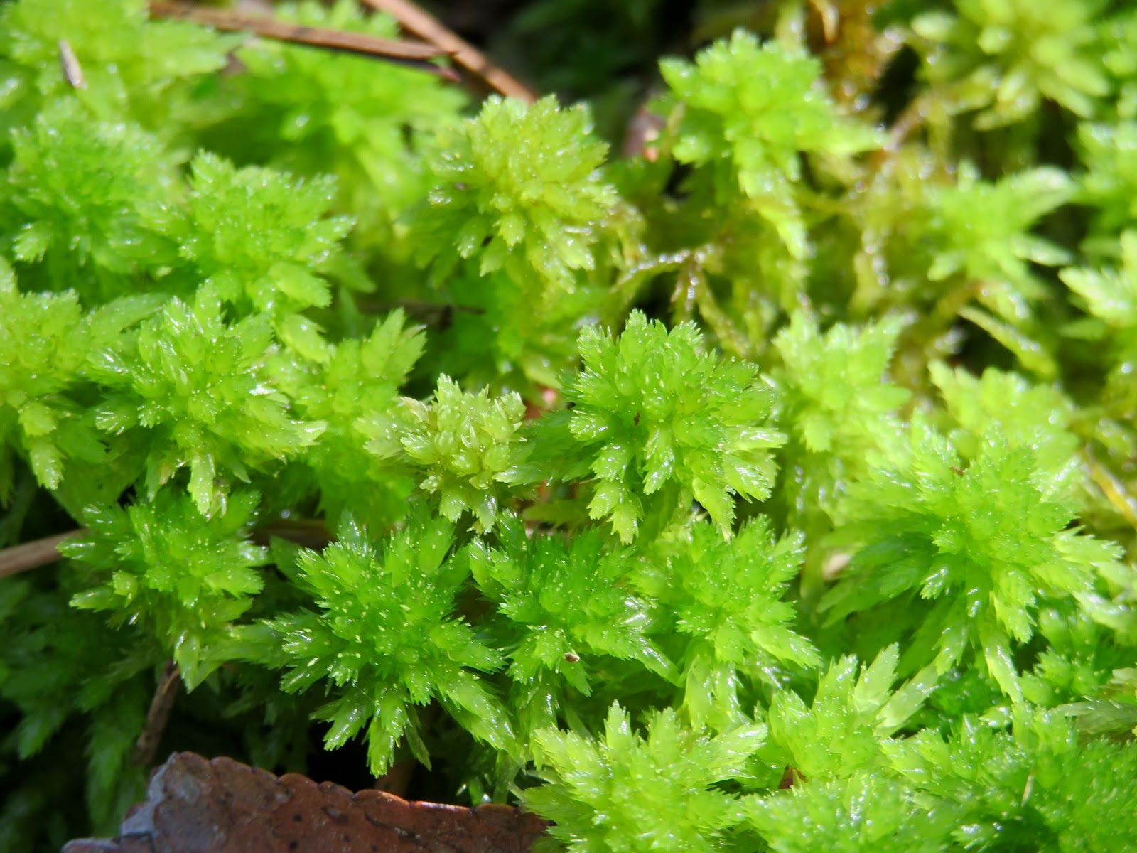 What Is Sphagnum Moss And What Is It Used For? - Five Little Doves