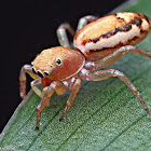 Jumping Spider