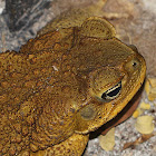 Cane Toad