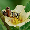 Grasshopper nymph