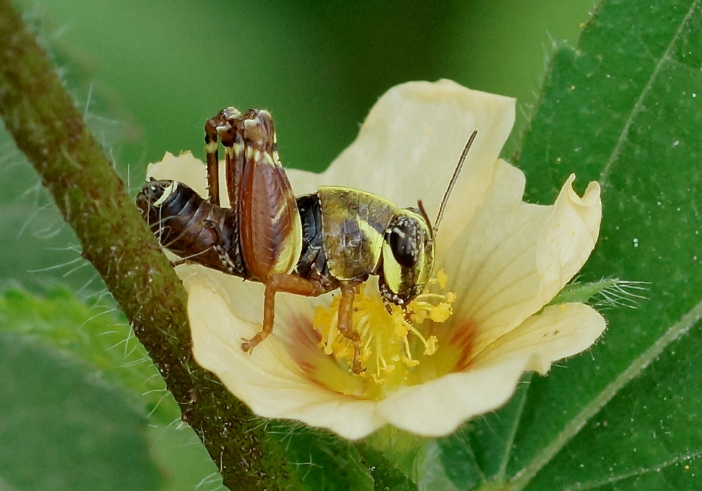 Grasshopper nymph