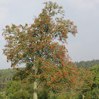 European rowan