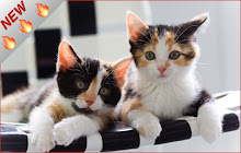 Calico Cats HD Wallpapers Pet Theme small promo image