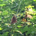 orchard spider