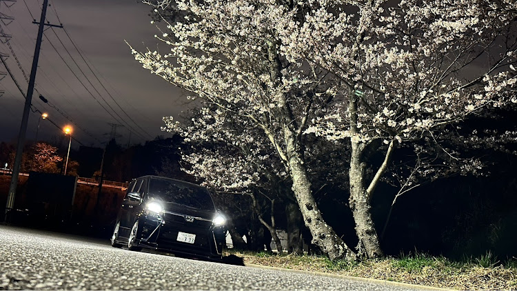 ヴォクシーのフルスモーク・目指せPickUpCars・桜とコラボ・ドライブ・WBC優勝おめでとうに関するカスタム事例の投稿画像2枚目