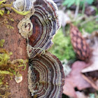 Turkey tail fungus