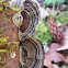 Turkey tail fungus