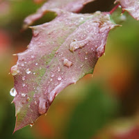 Sfumature bagnate d'autunno di 