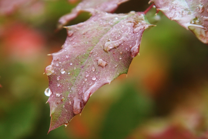 Sfumature bagnate d'autunno di luigig