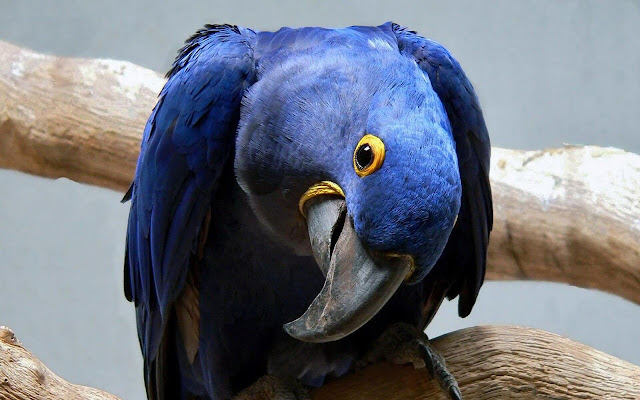 Macaw New Tab In Hd