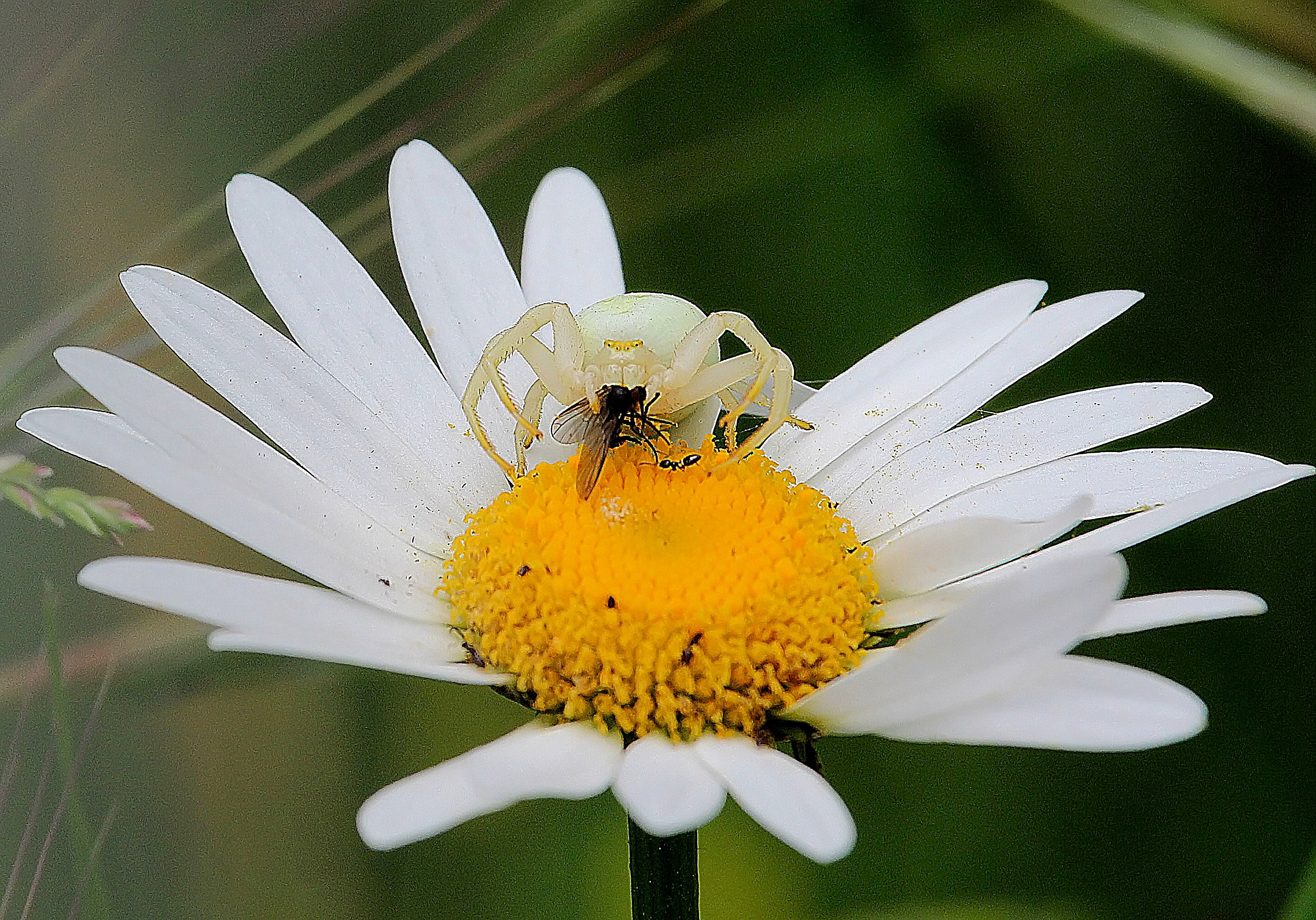 Il ragno e la mosca di Naldina Fornasari