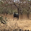 Nilgai