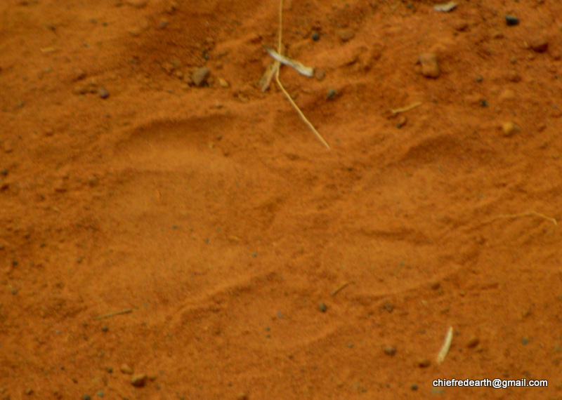 Indian leopard  pugmarks