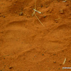 Indian leopard  pugmarks