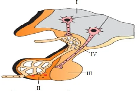 Hypothalamus