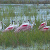 Roseate spoonbill