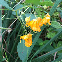 Orange Jewelweed