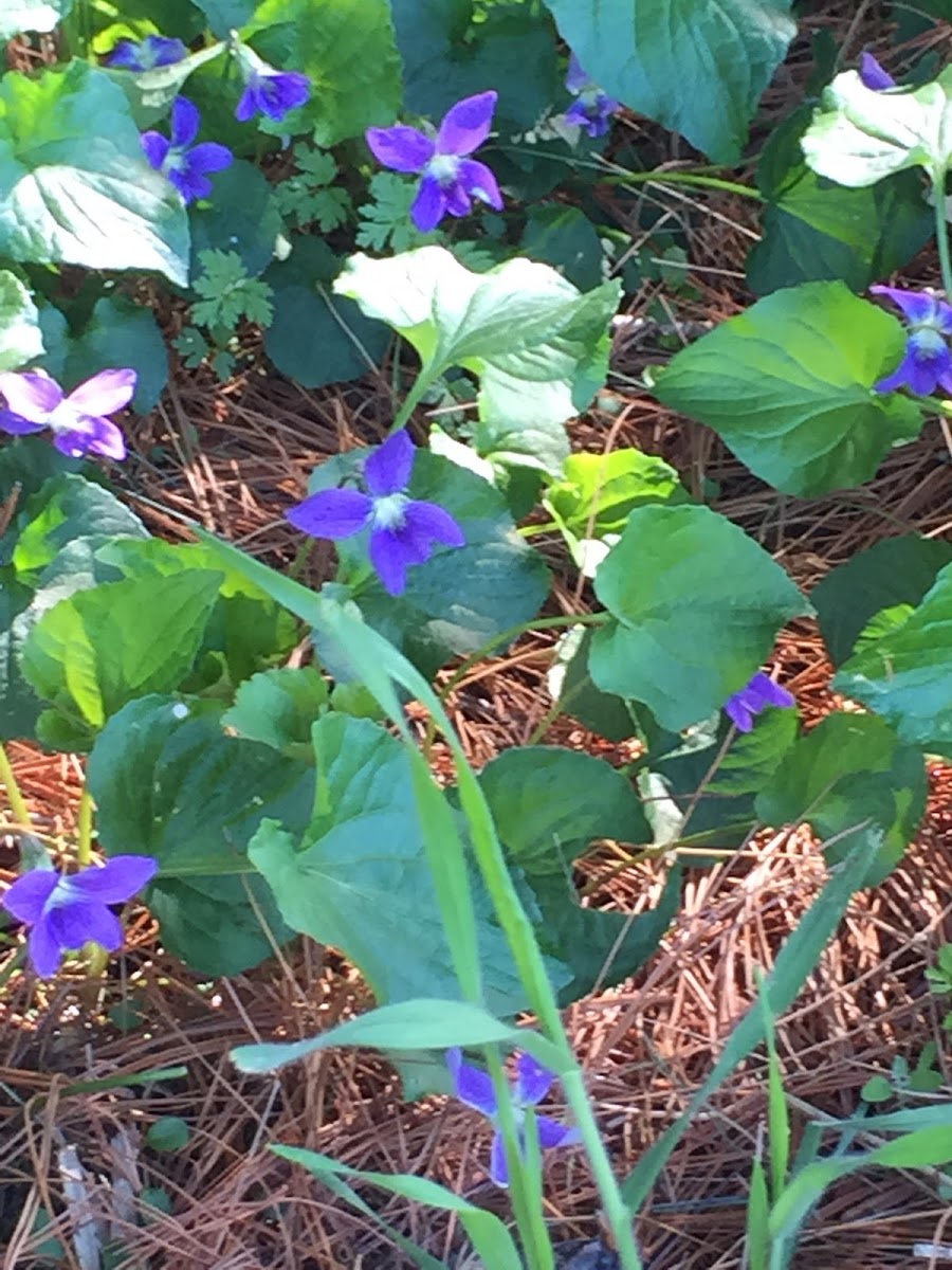 Common Blue Violet