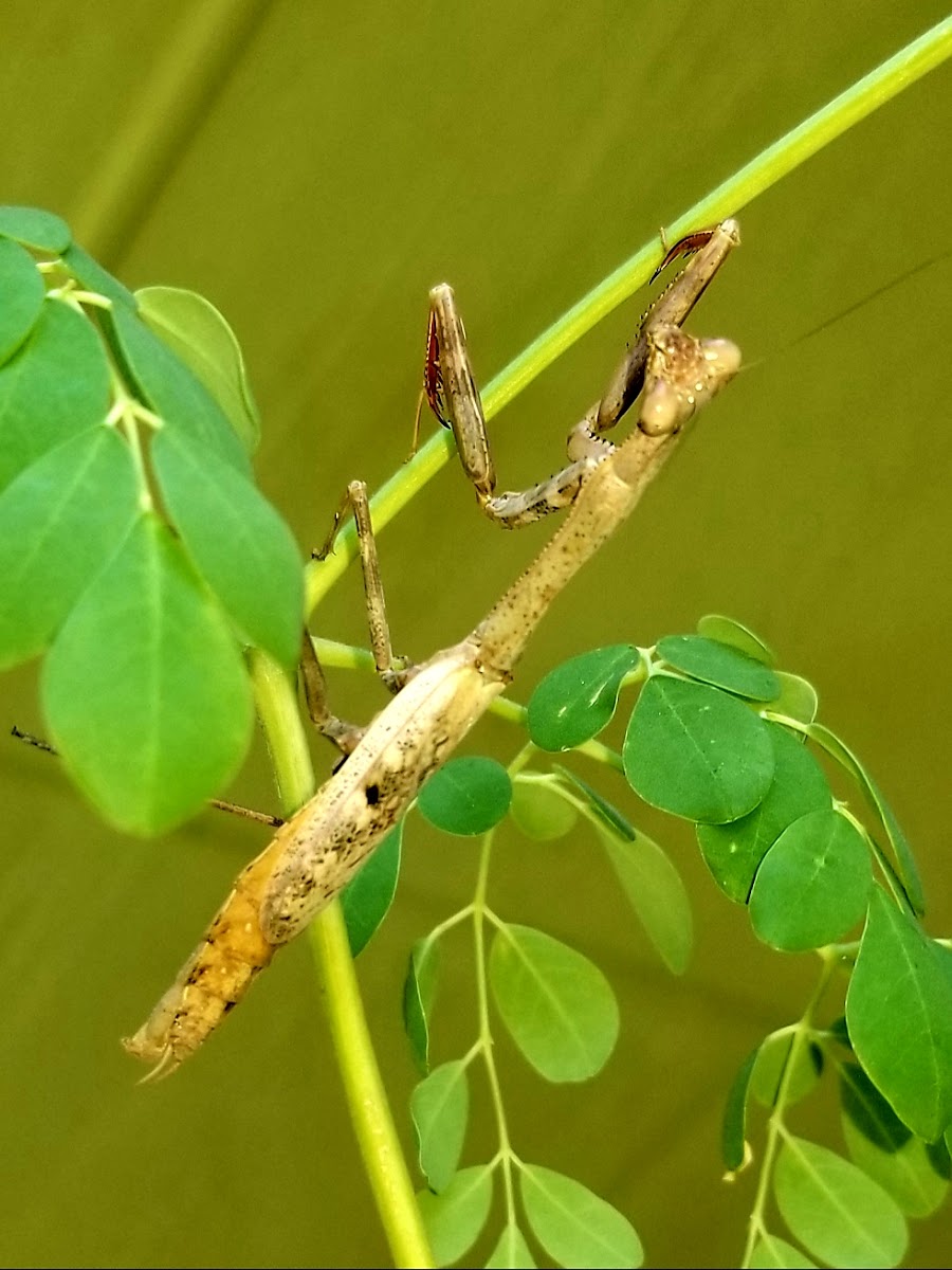 Carolina mantis