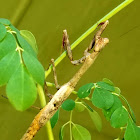 Carolina mantis